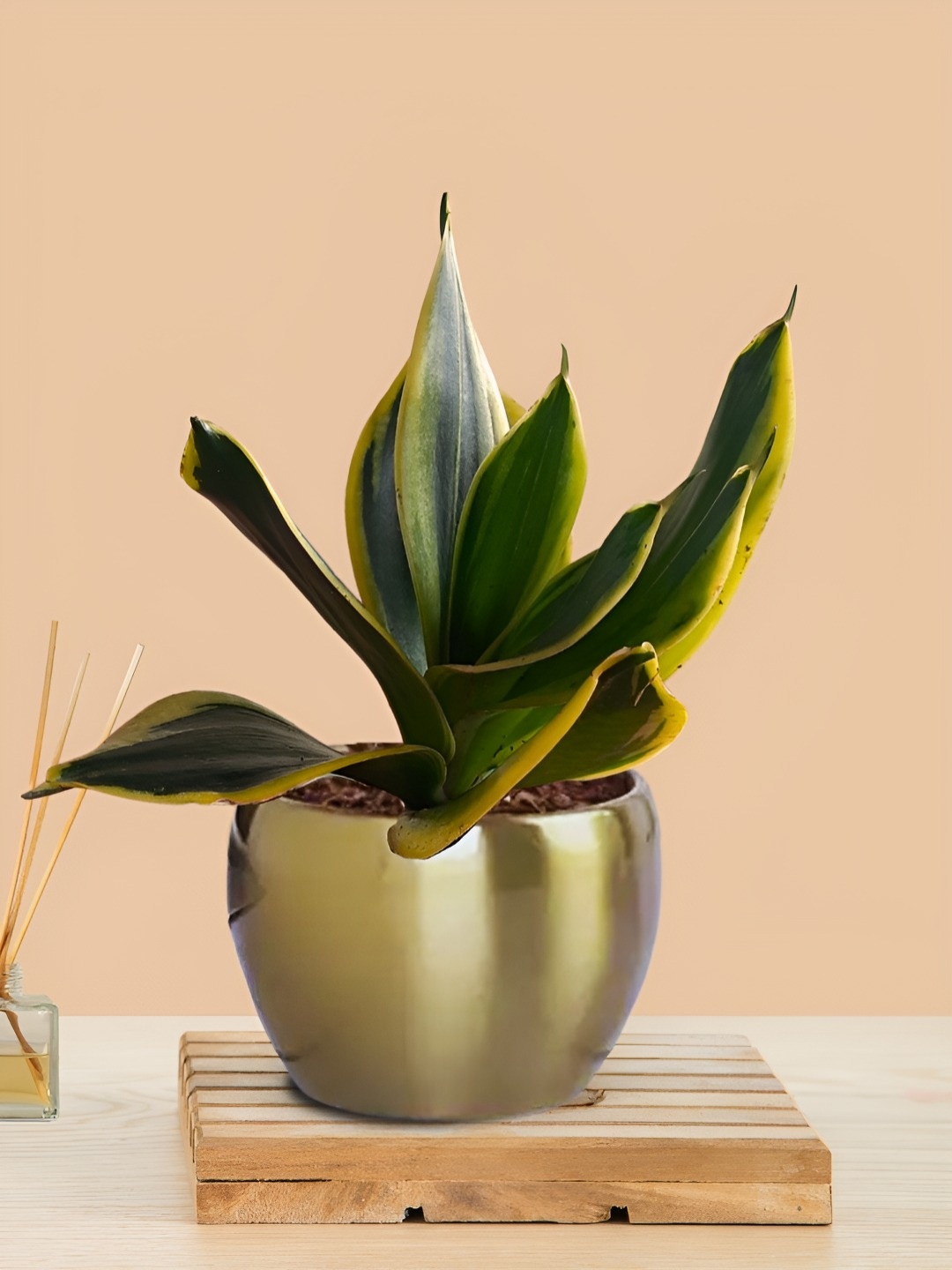 

Greenkin Indoor Snake Live Plant With Metal Pot, Gold