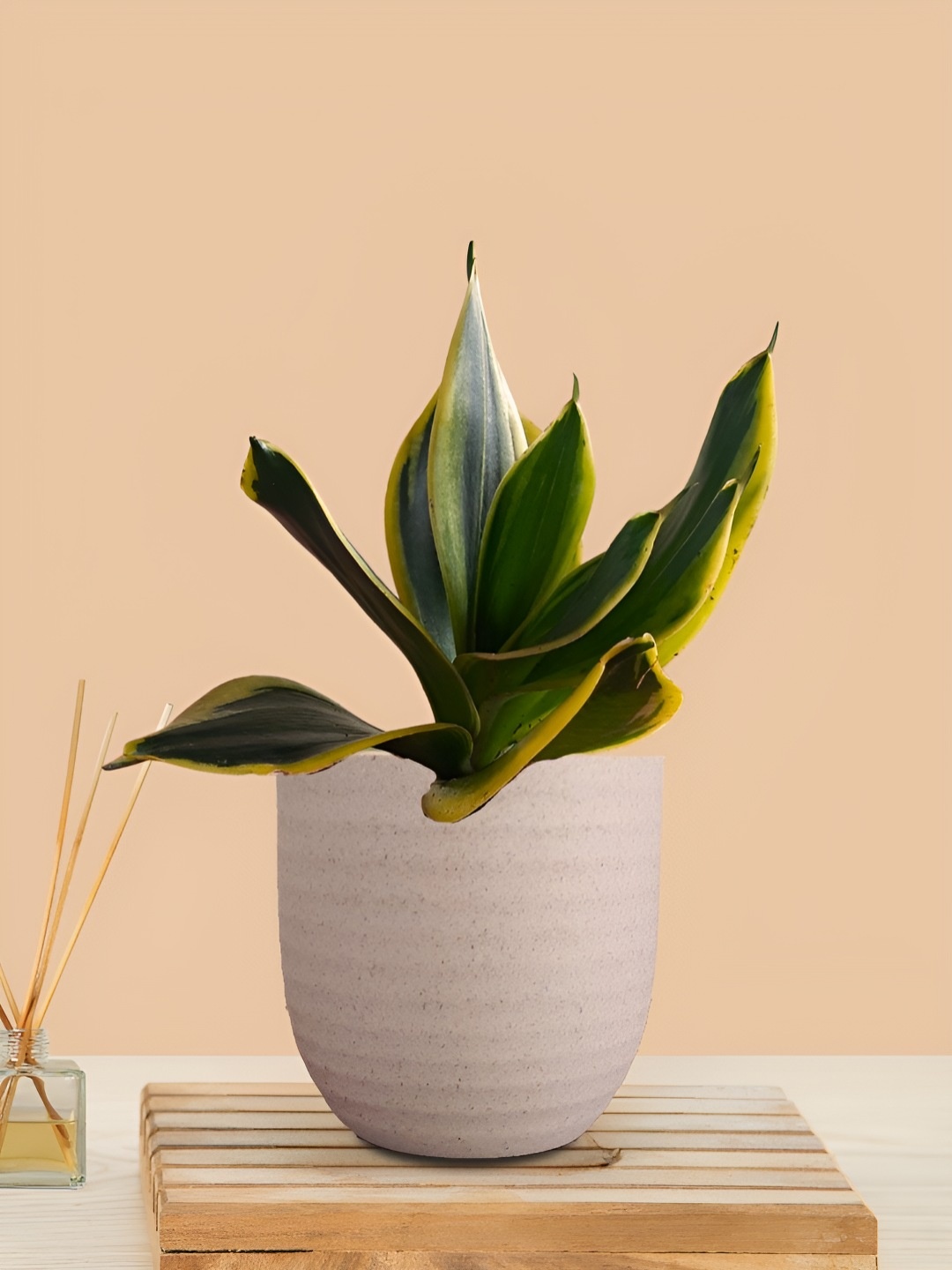 

Greenkin Snake Plant With Decor Pot, Cream
