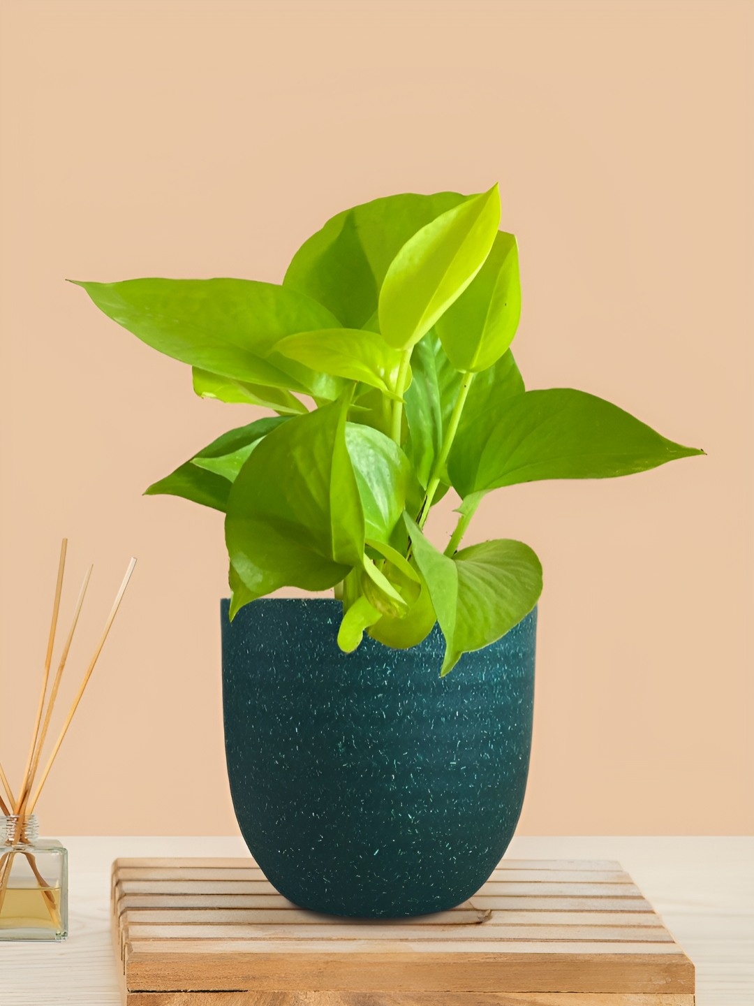 

Greenkin Indoor Money Live Plant With Pot, Green