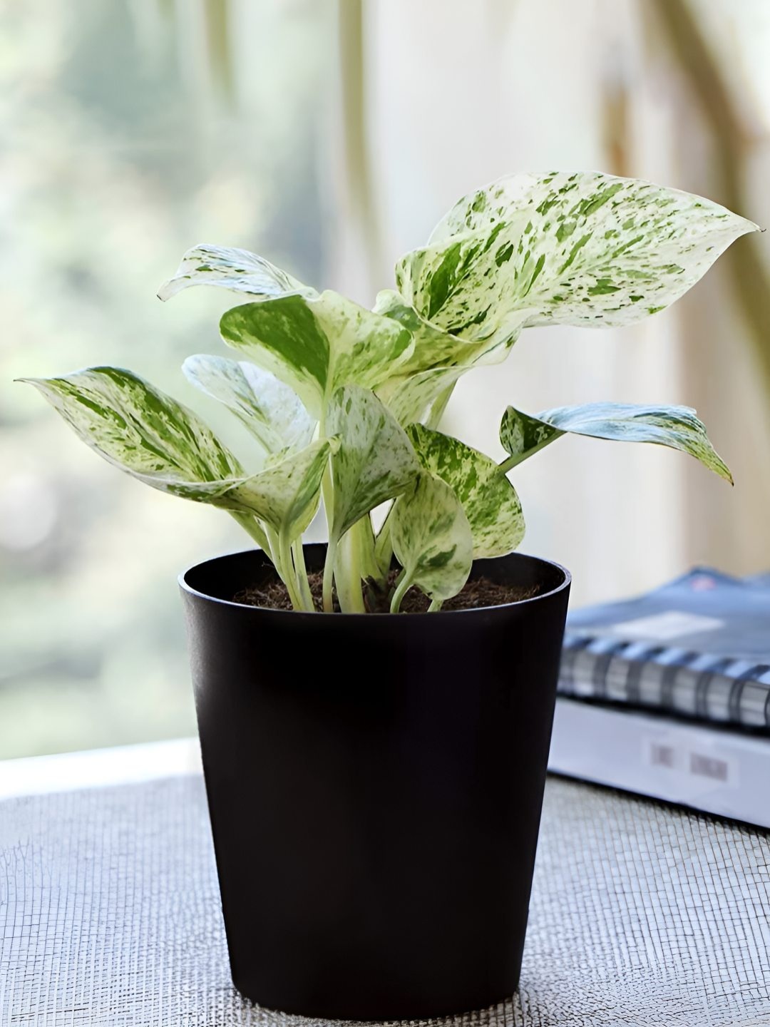 

UGALOO Marvel Money Live Plant, Black