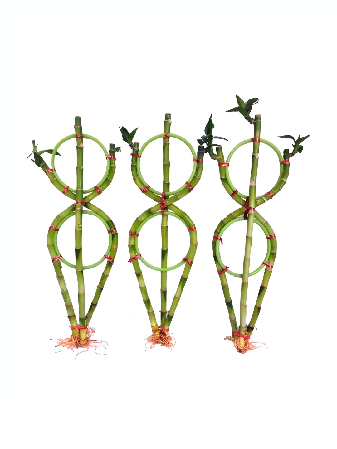 

UGALOO 3-Pcs Green Indoor 8-Shaped Bamboo Plant, Grey melange