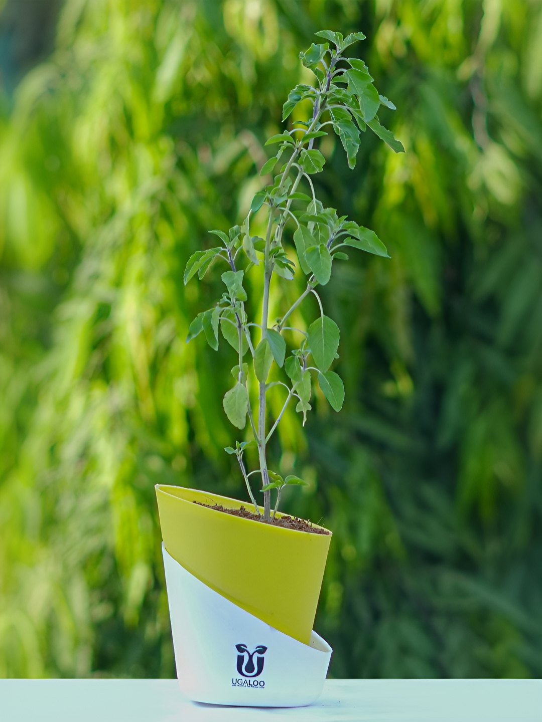 

UGALOO Tulsi Plant With Self Watering Pot, Green