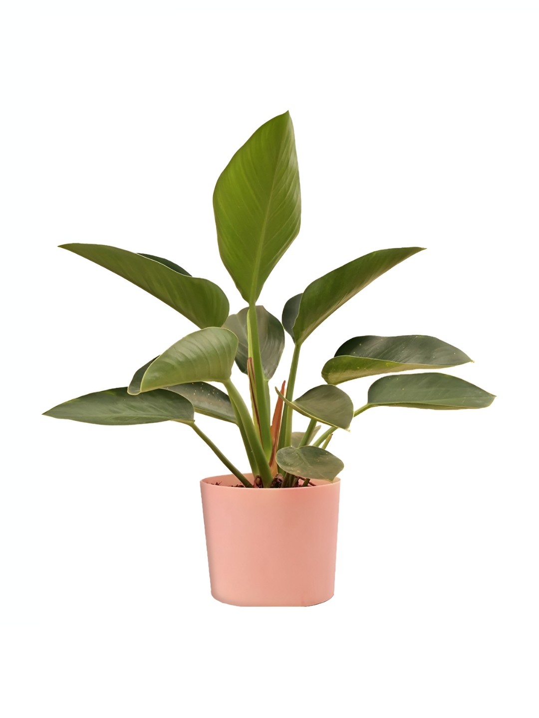 

UGALOO Indoor Congo Plant With Pot- 9 inches, Pink