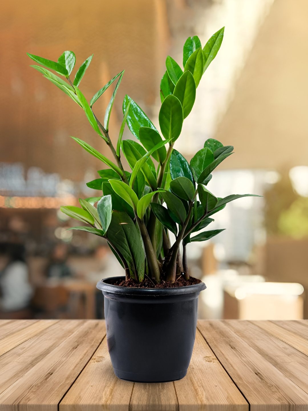 

UGALOO Green & Black Zamia Plant With Pot-10 Inches