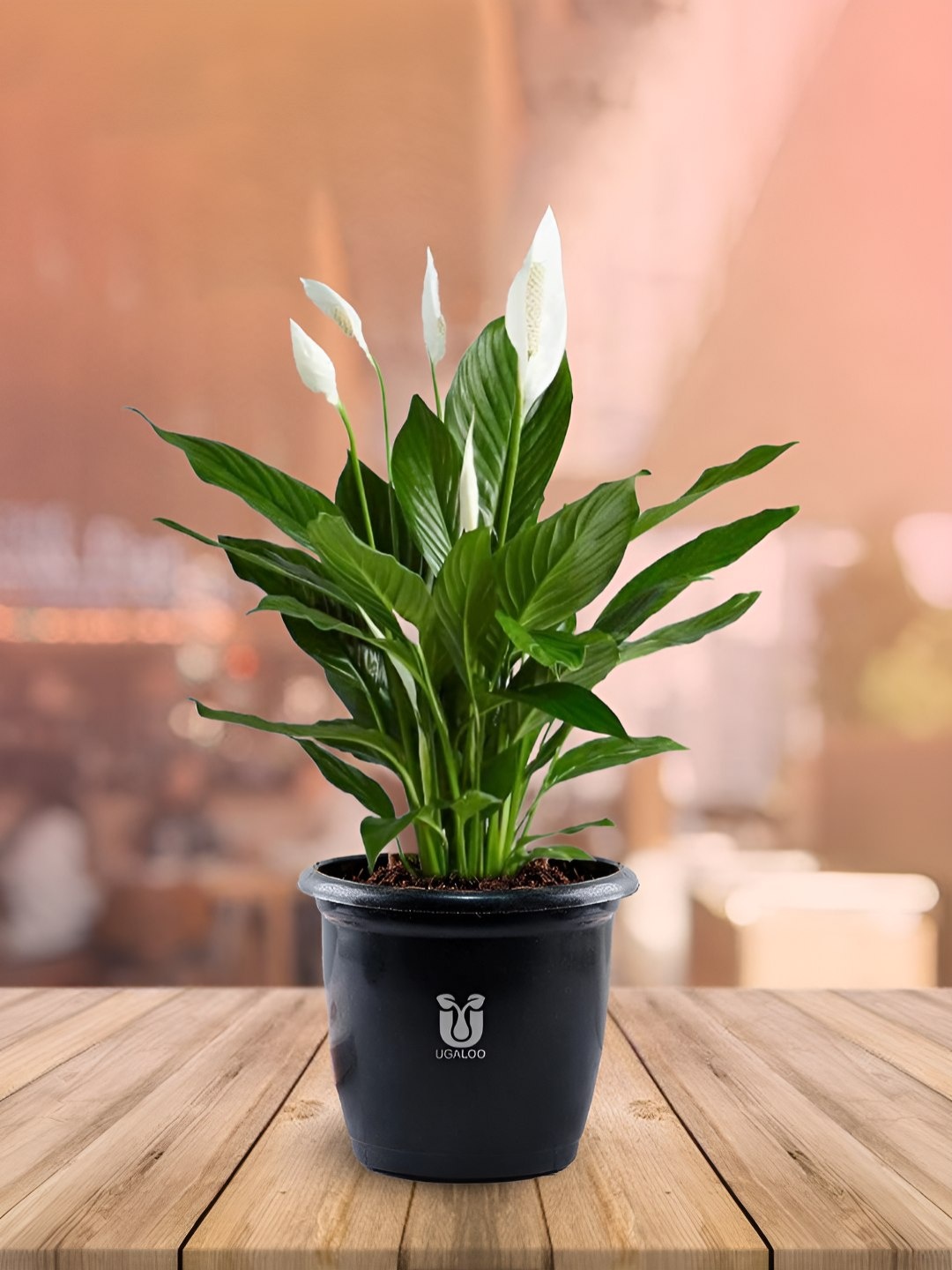 

UGALOO Peace Lily Plant With Pot, Black