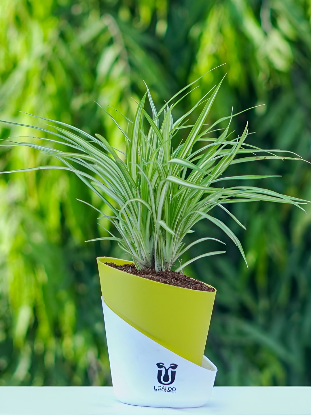 

UGALOO Spider Plant With Self Watering Pot, Green