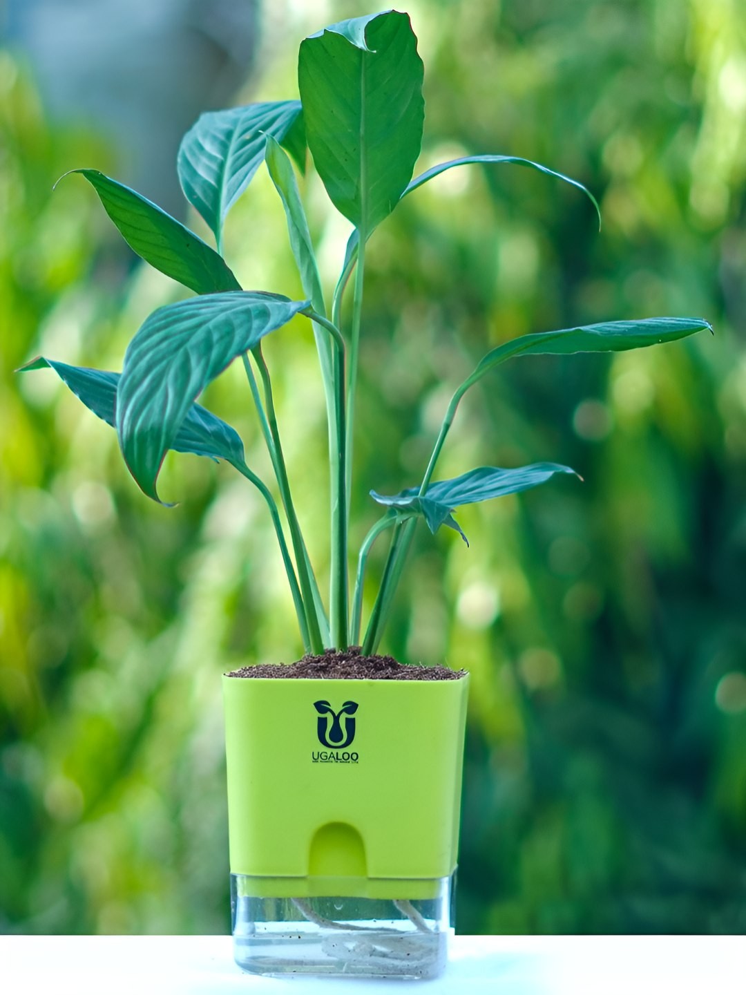 

UGALOO Green Indoor Peace Lily Plant With Square Self Watering Pot