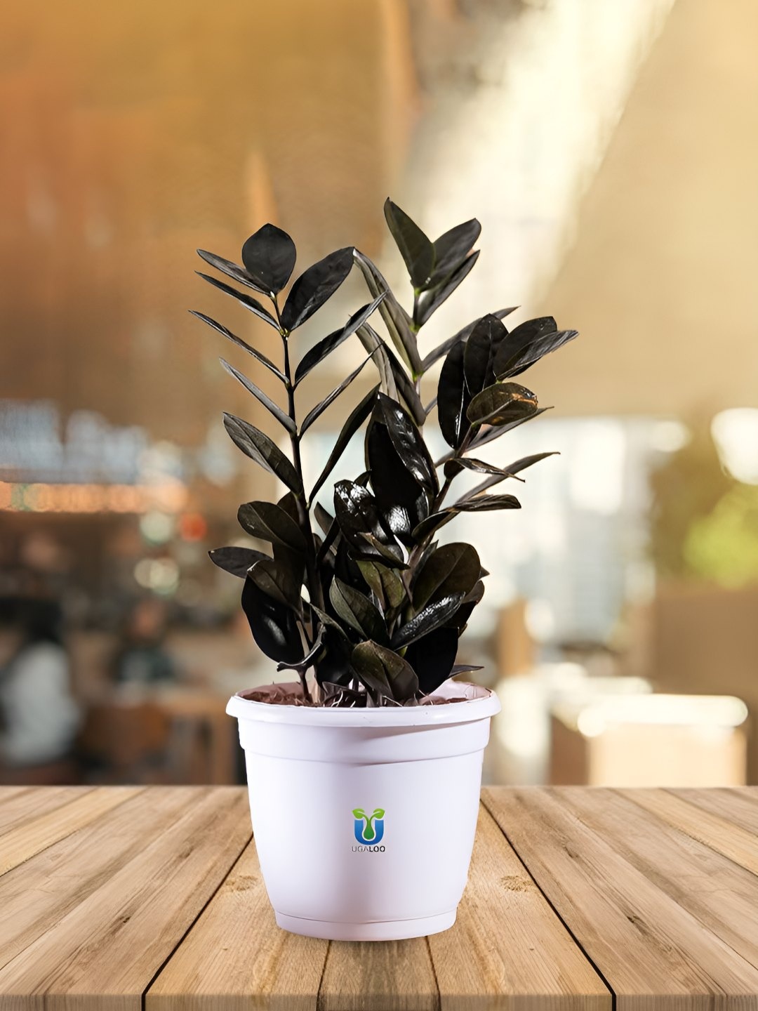 

UGALOO Green Indoor Zamia Black - ZZ Plant, Gold