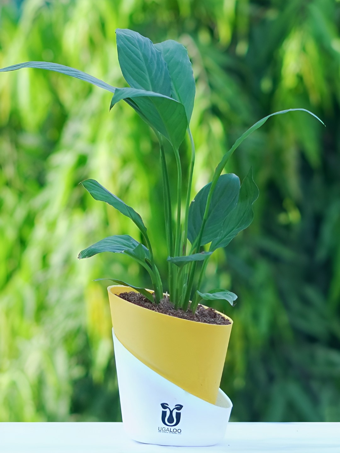 

UGALOO Lily Plant With Self Watering Pot, Yellow