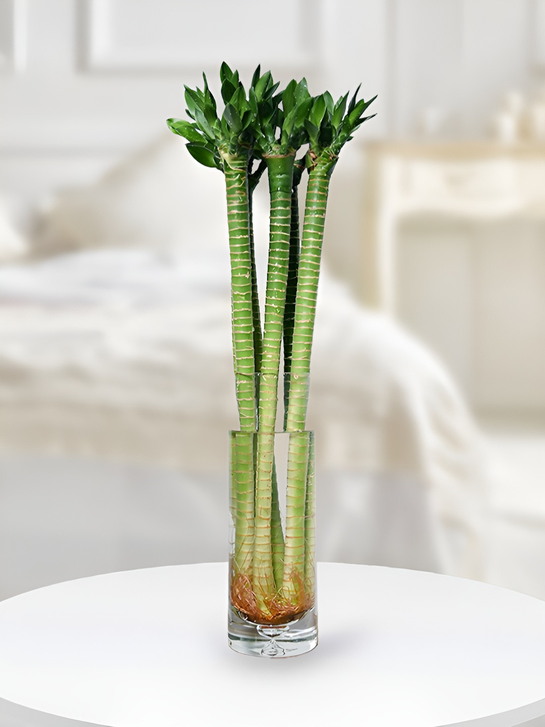 

UGALOO Indoor Lotus Bamboo Plant With Pot, White