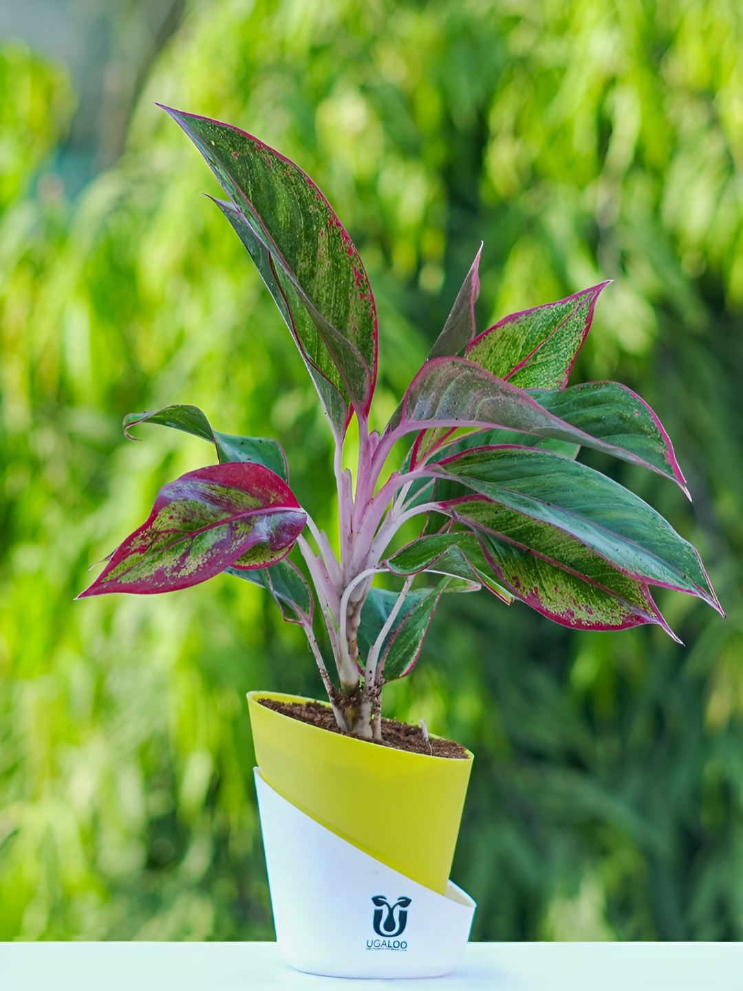 

UGALOO Indoor Aglaonema Live Plants In Pot 9 Inches, Yellow