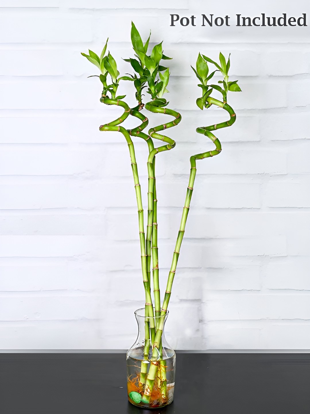 

UGALOO Indoor Lucky Bamboo With Pot, White