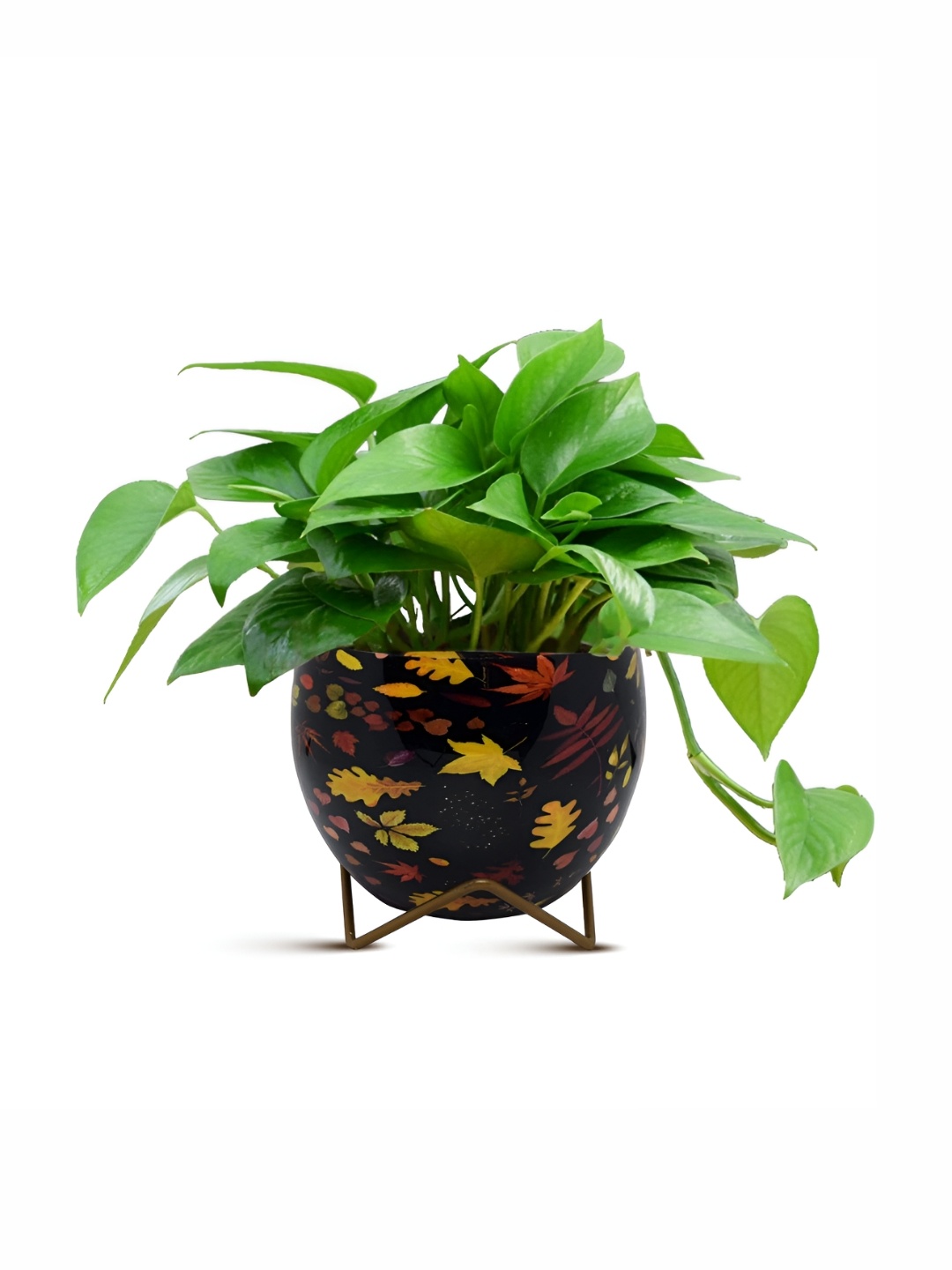 

Cinagro Black & Yellow Printed Planter With Stand