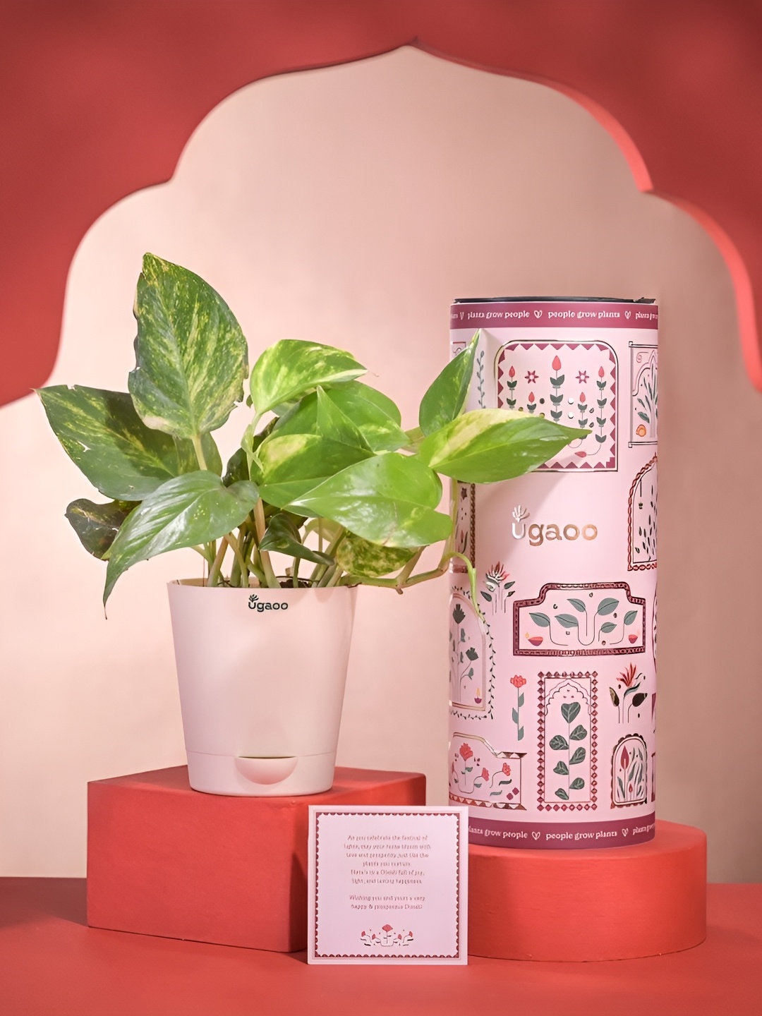 

UGAOO Red & White Money Plant & Diwali Greeting Card Home Gift Sets