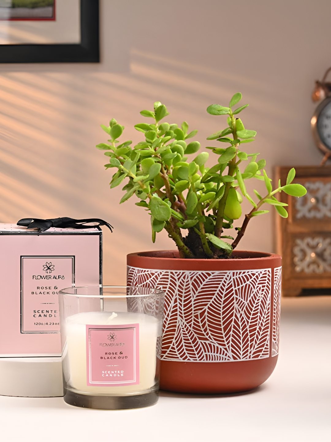

Floweraura Green & Brown Indoor Jade Plant In Pot With Scented Candle Set