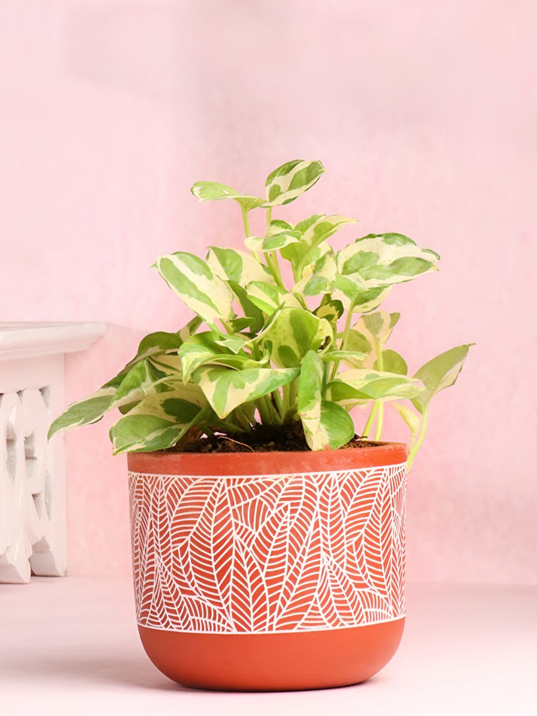 

Floweraura Red & Green Air Purify Live White Pothos Plants With Pot