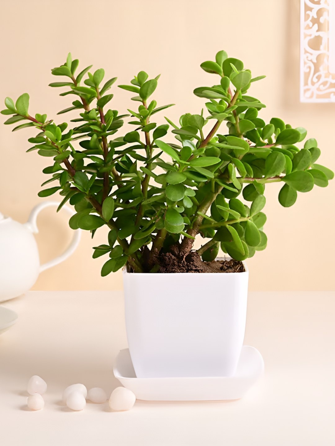 

Floweraura Green & Brown Indoor Jade Succulent Live Plants With Pot