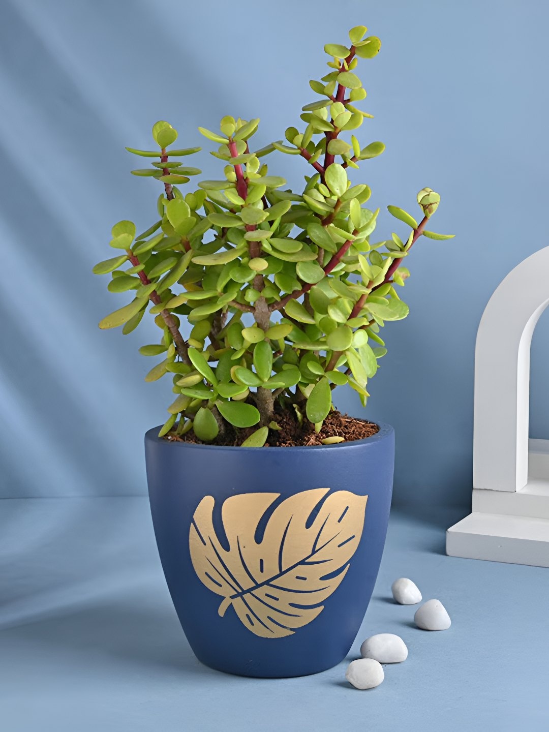 

Floweraura Green & Blue Air Purify Live Good Luck Jade Plants With Pot