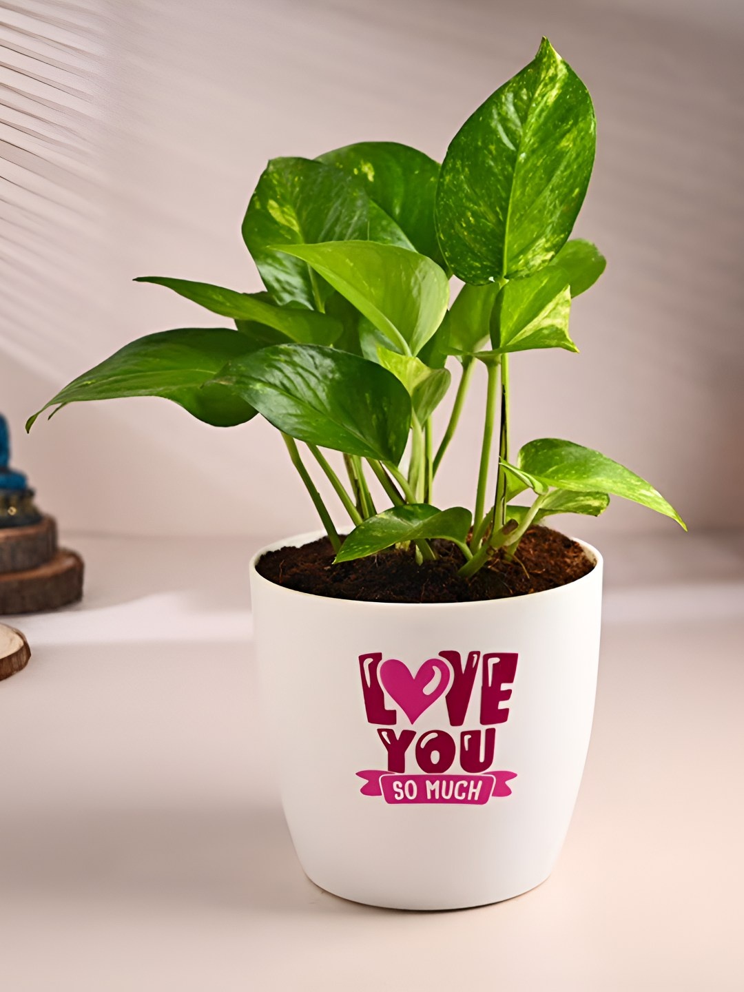 

Floweraura Green & White Indoor Money Plant In Pot