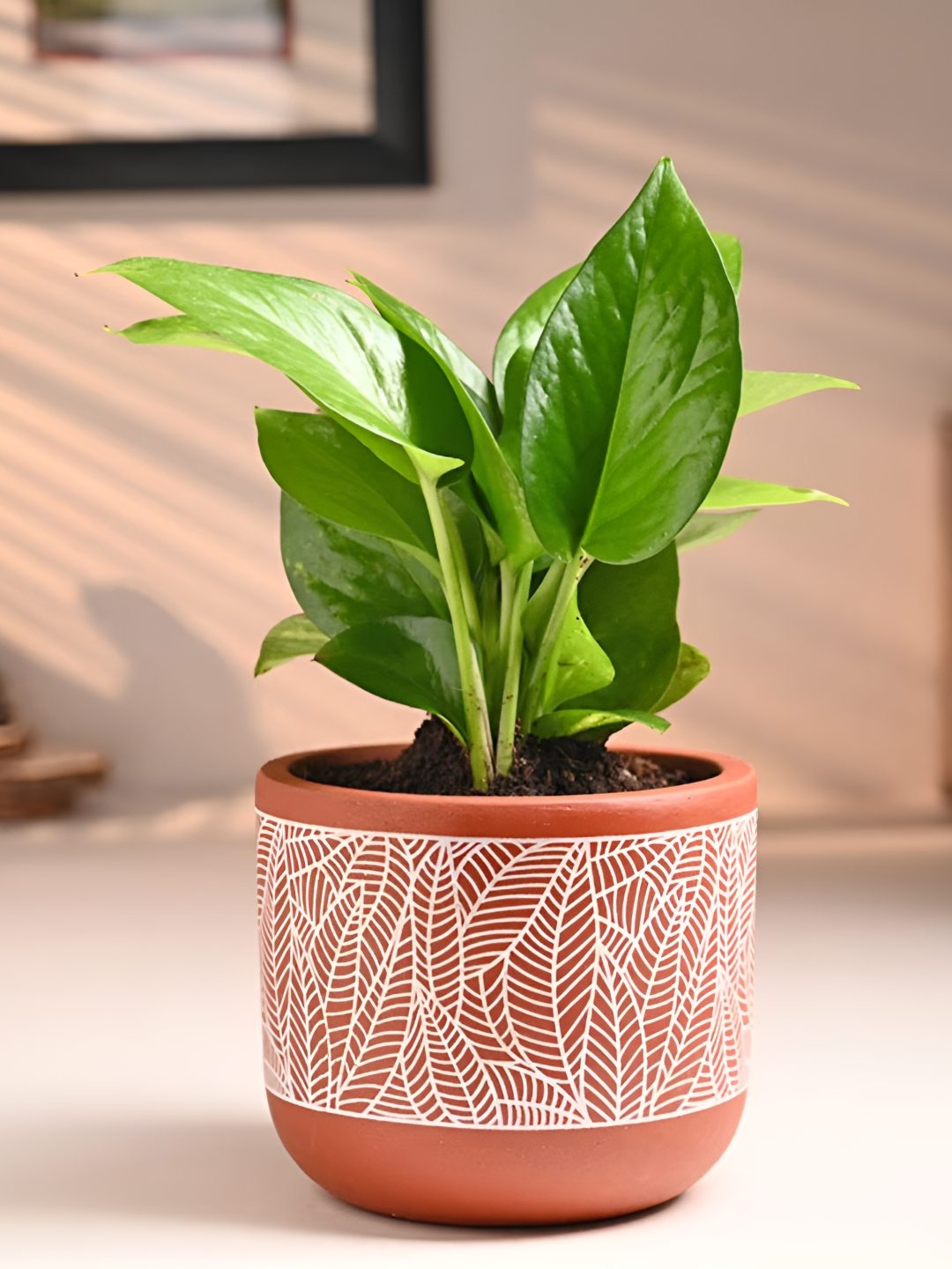 

Floweraura Brown & Green Air Purify Live Indoor Money Plants With Pot