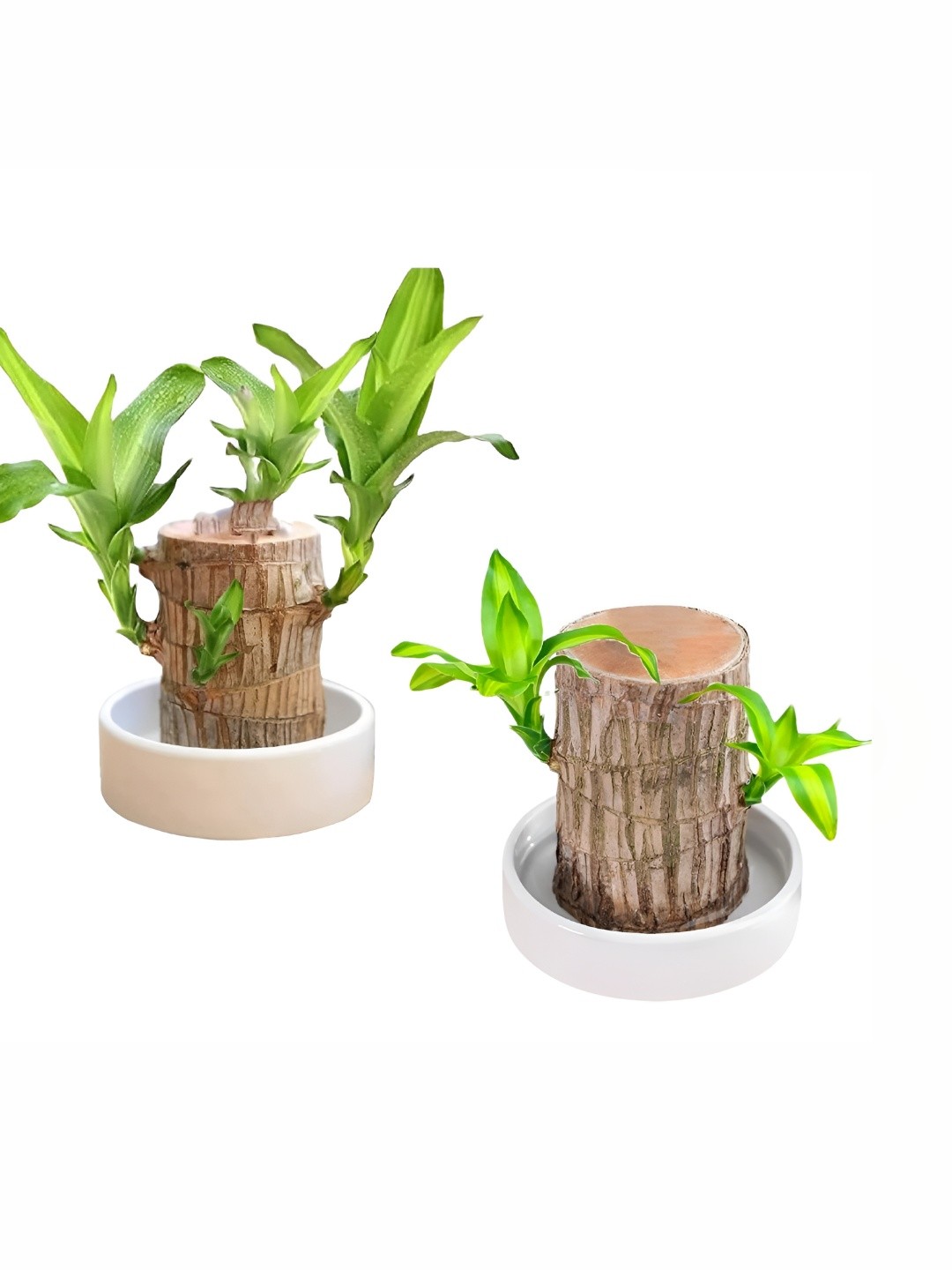 

Floweraura 2-Pcs Green & Brown Lucky Brazilian Wood Plant