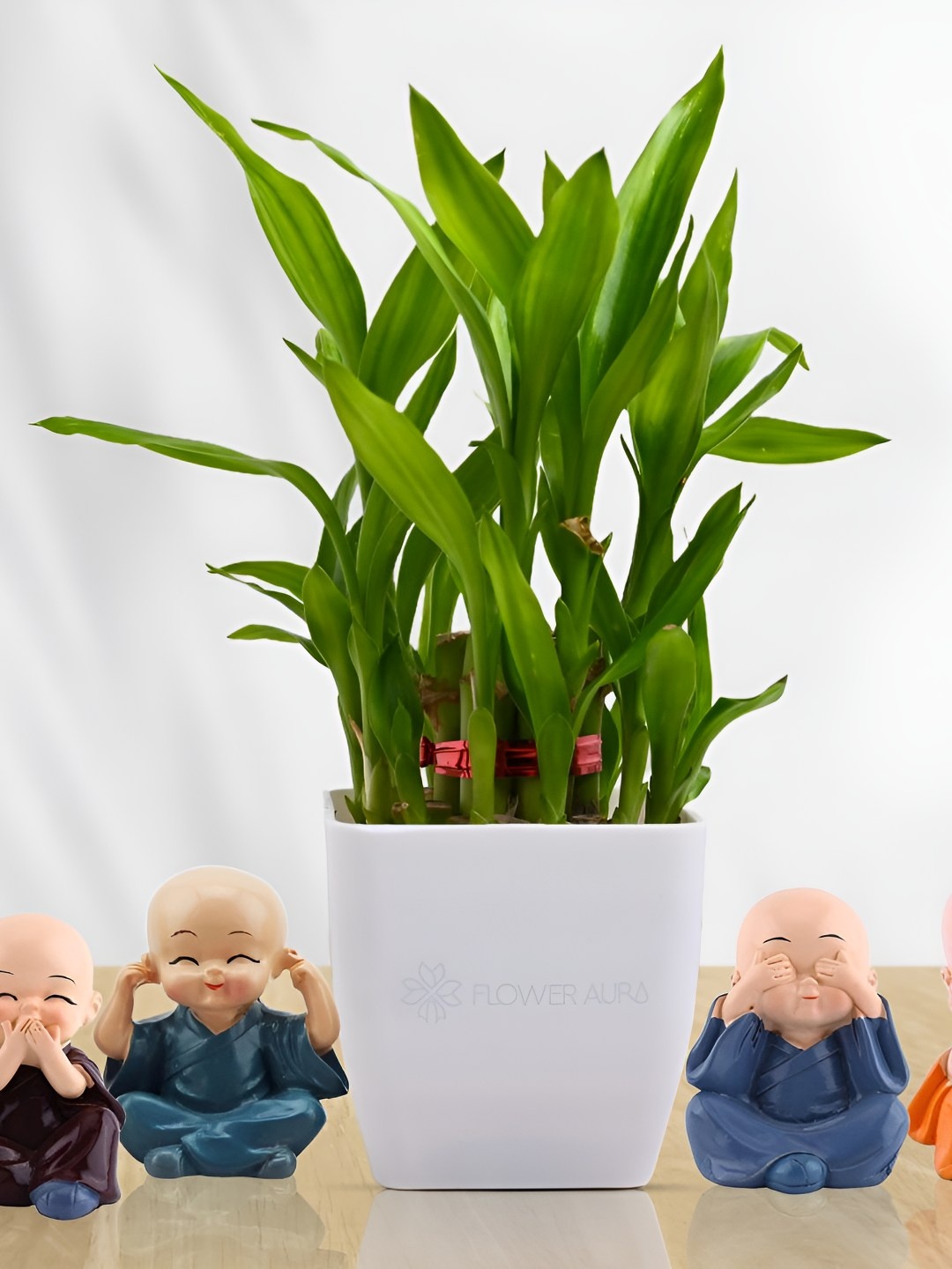 

Floweraura Green & White 2 Layer Lucky Bamboo Plant In Pot With Cute Monk