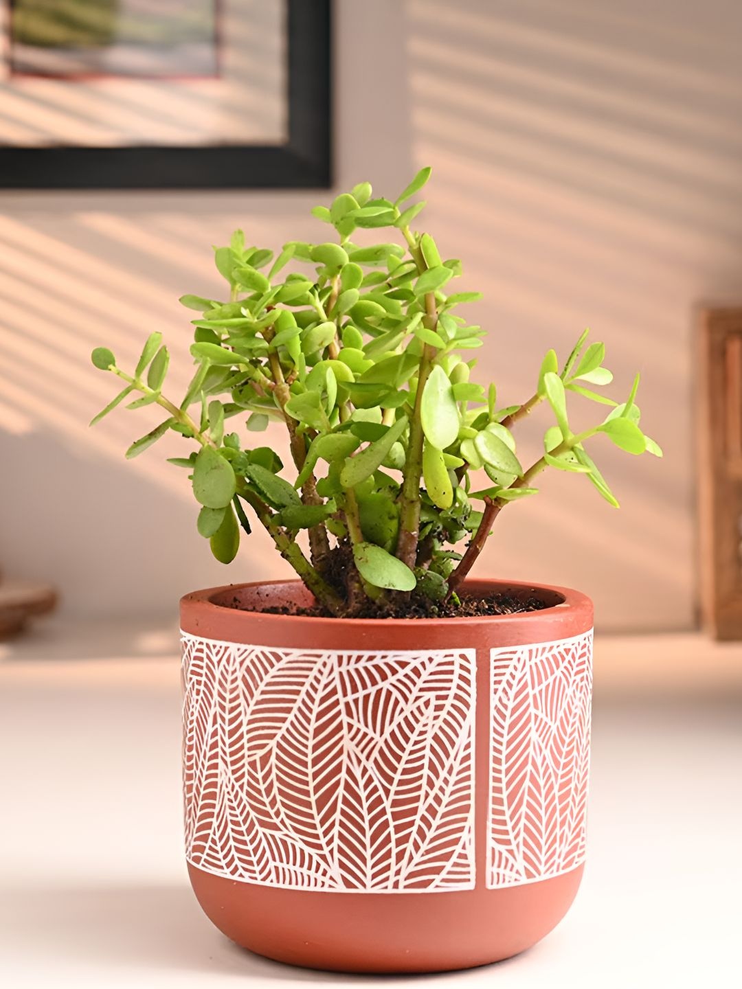 

Floweraura Green & Brown Indoor Jade Plant With Pot