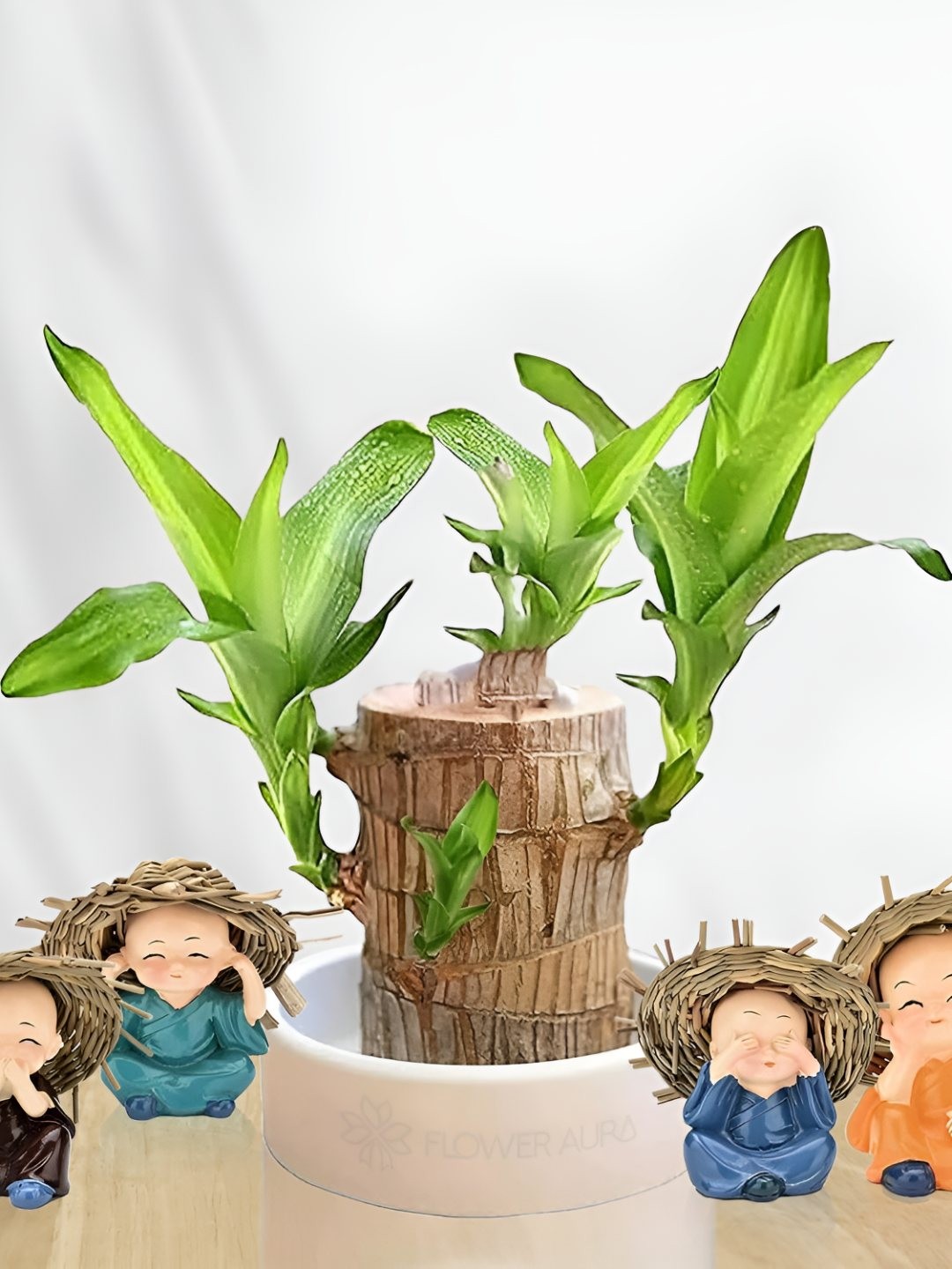 

Floweraura Green & Brown Lucky Brazilian Wood Plant With Cute Buddha Hat Monks