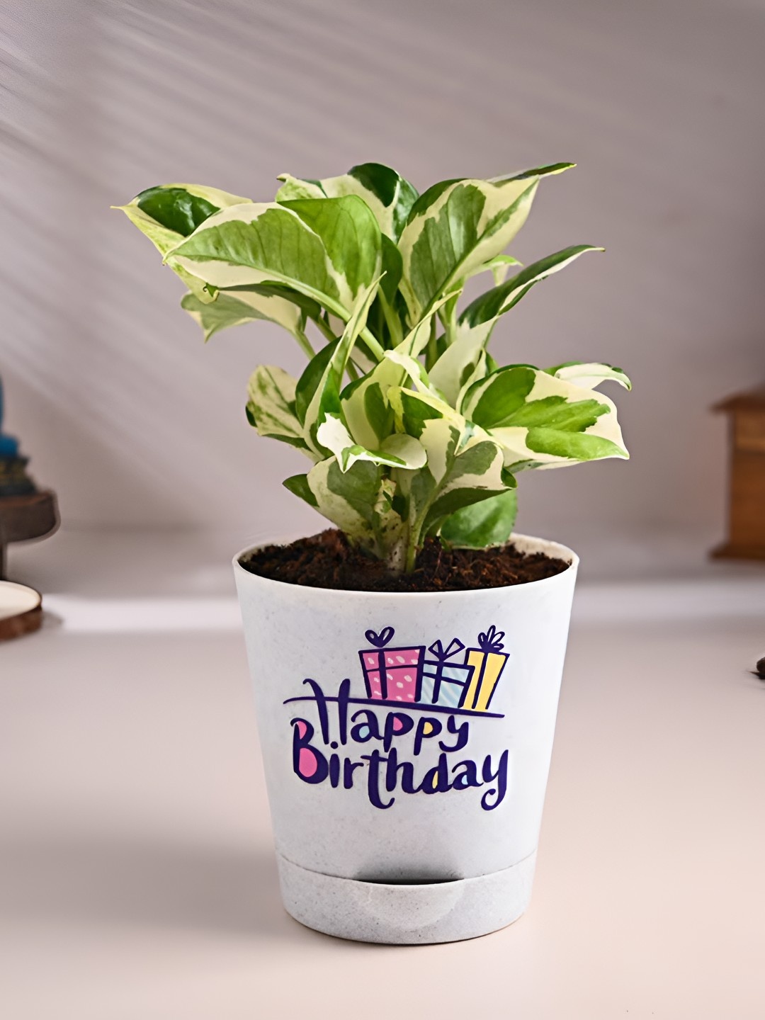 

Floweraura Green & White Pothos Plant In Pot