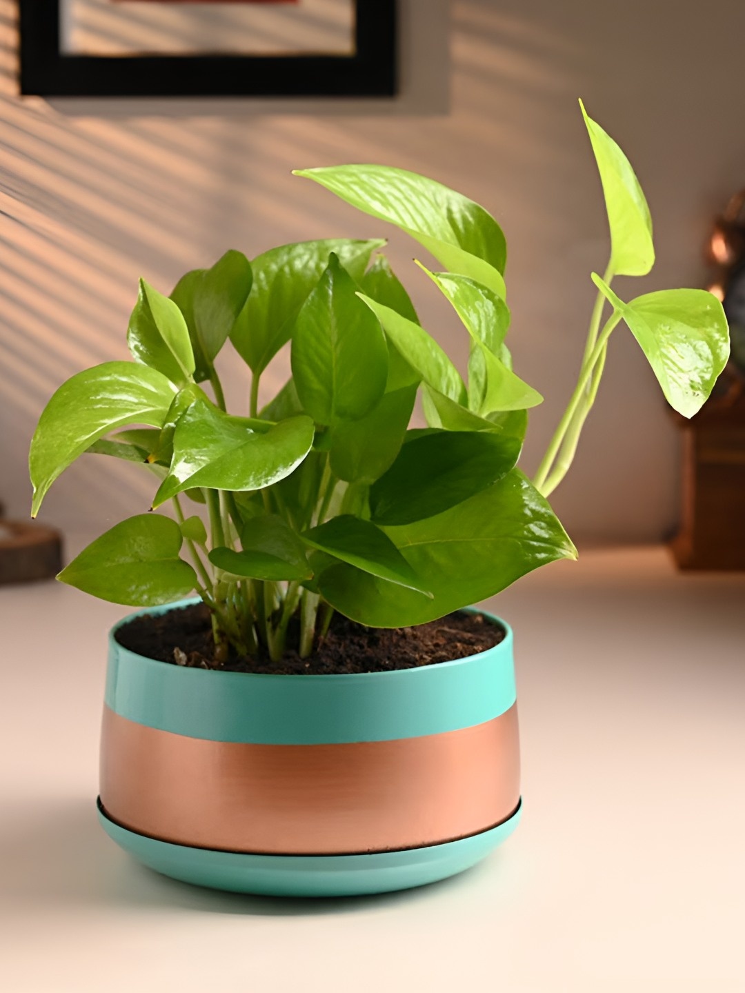 

Floweraura Green & Brown Air Purifying Indoor Money Live Plants With Metal Pot