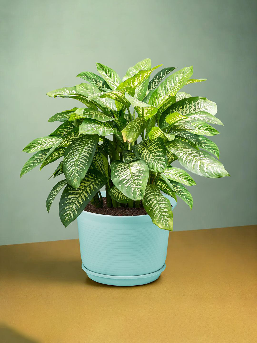 

Kuber Industries Blue 3 Pieces Durable Sawera Planters with Plate