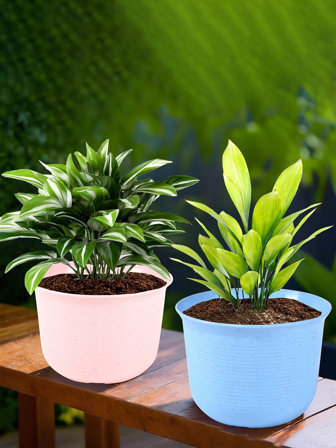 

Kuber Industries Sawera Blue & Pink 2 Pieces Textured Planters With Plates
