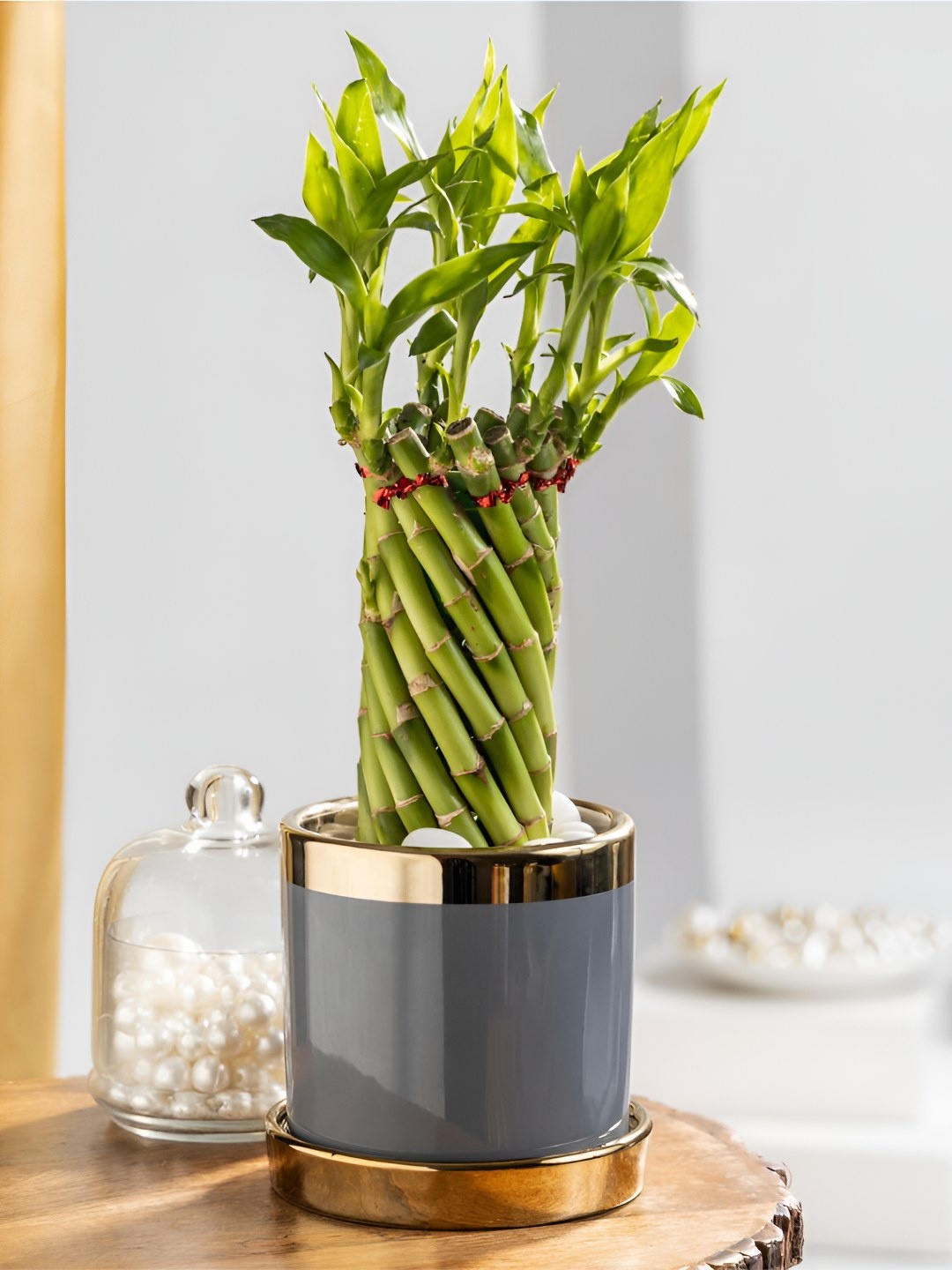 

Floral Boutique Indoor Bamboo Plant With Pot, Green