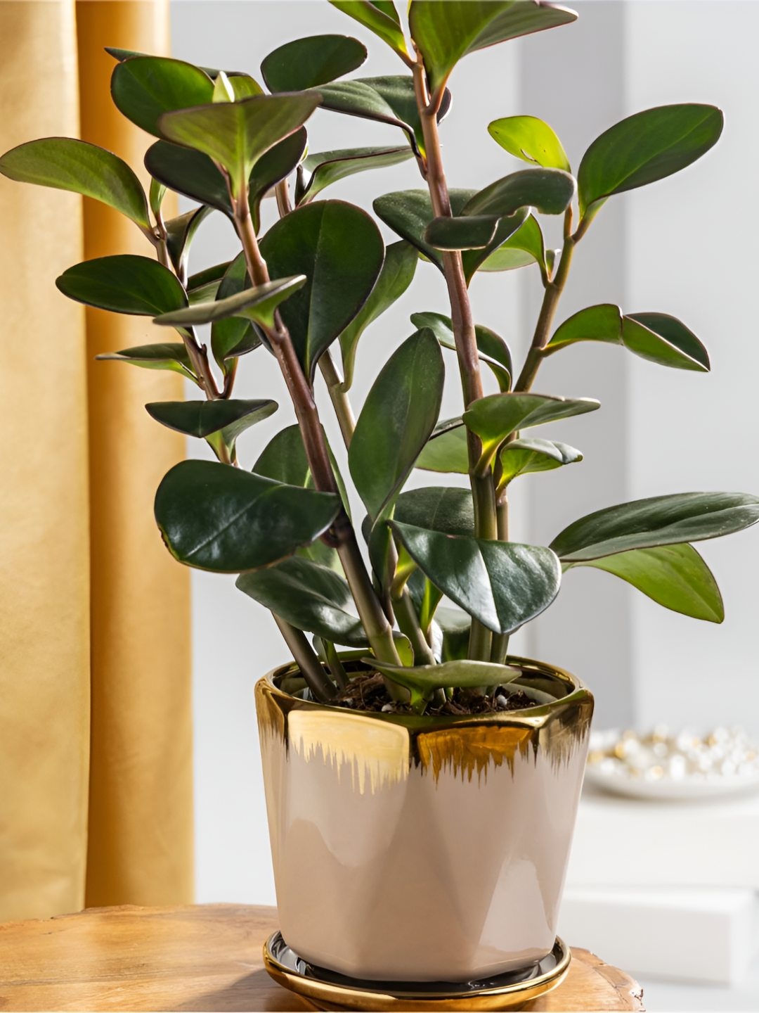 

Floral Boutique Peperomia Obtusifolia Baby Rubber Plant With Ceramic Pot, Green