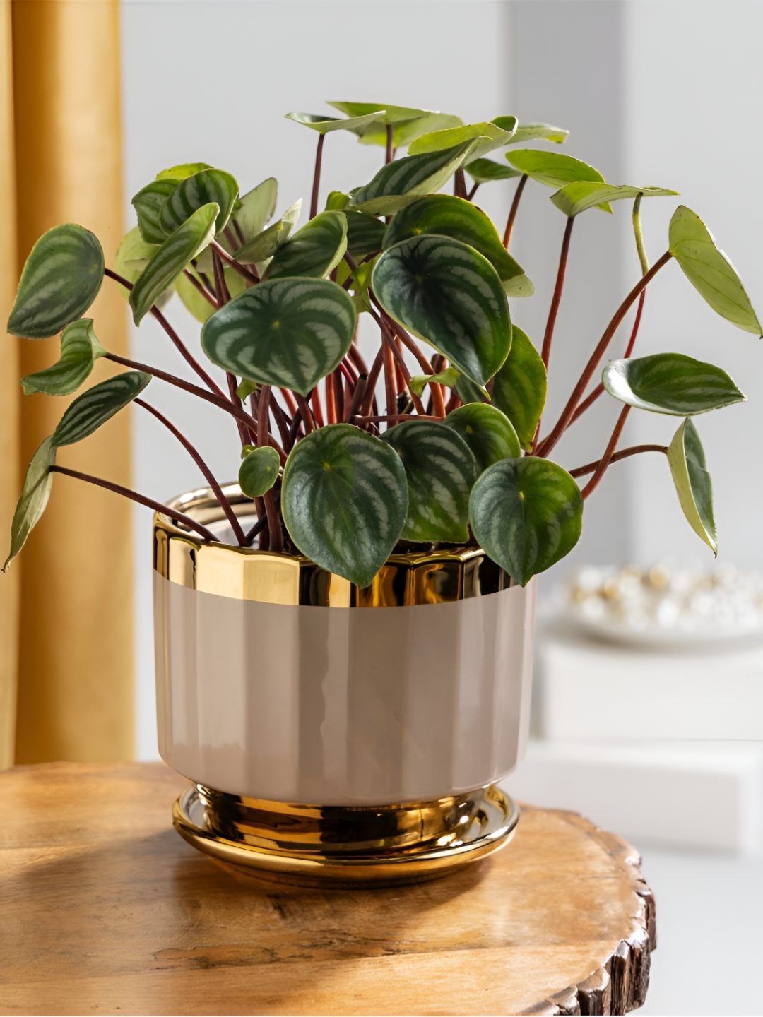 

Floral Green Peperomia Water Melon Plant With Ceramic Pot