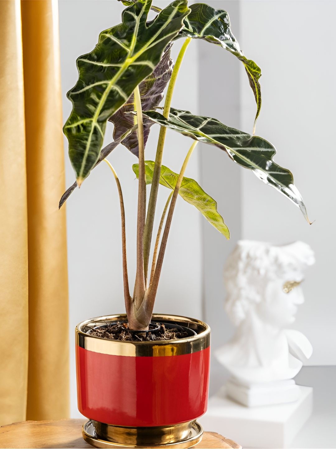 

Floral Boutique Alocasia Polly Plant With Red Ceramic Pot, Green