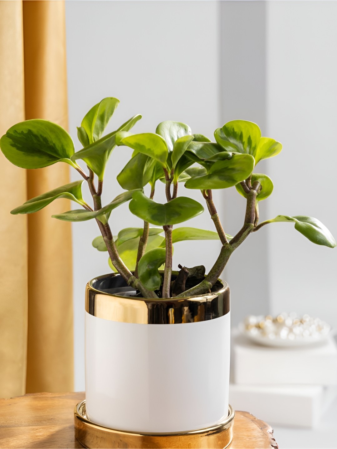 

Floral Boutique Peperomia Obtusifolia Baby Rubber Plant with Ceramic Pot, Green