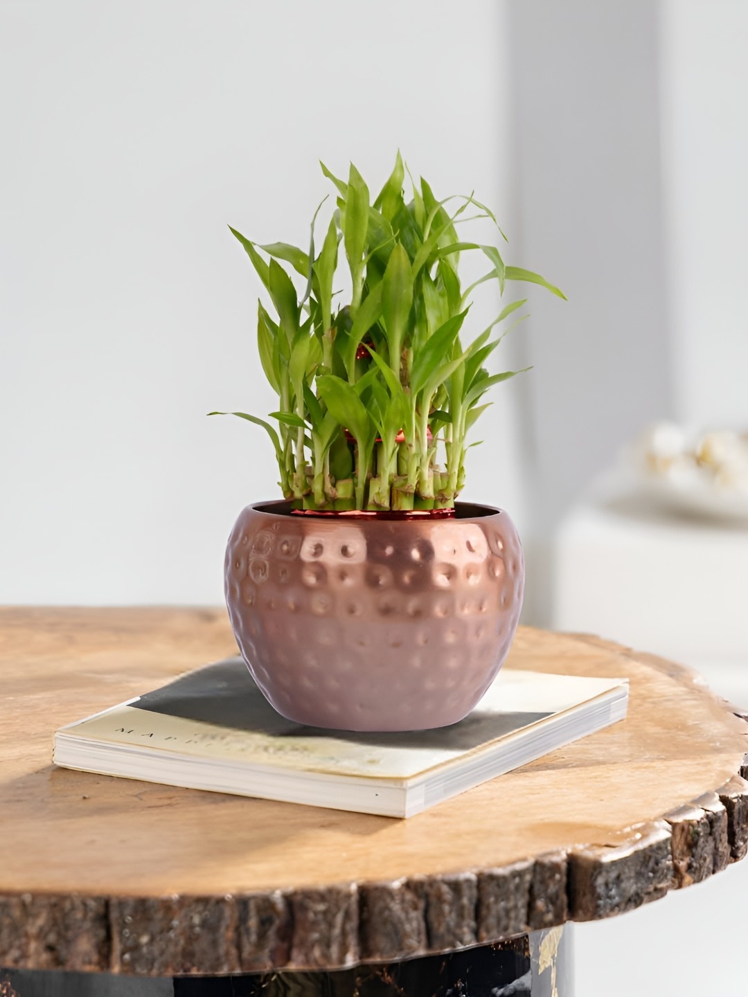 

Floral Boutique Green & Copper-Toned Indoor 3 layer Lucky Bamboo Plant With Metal Pot