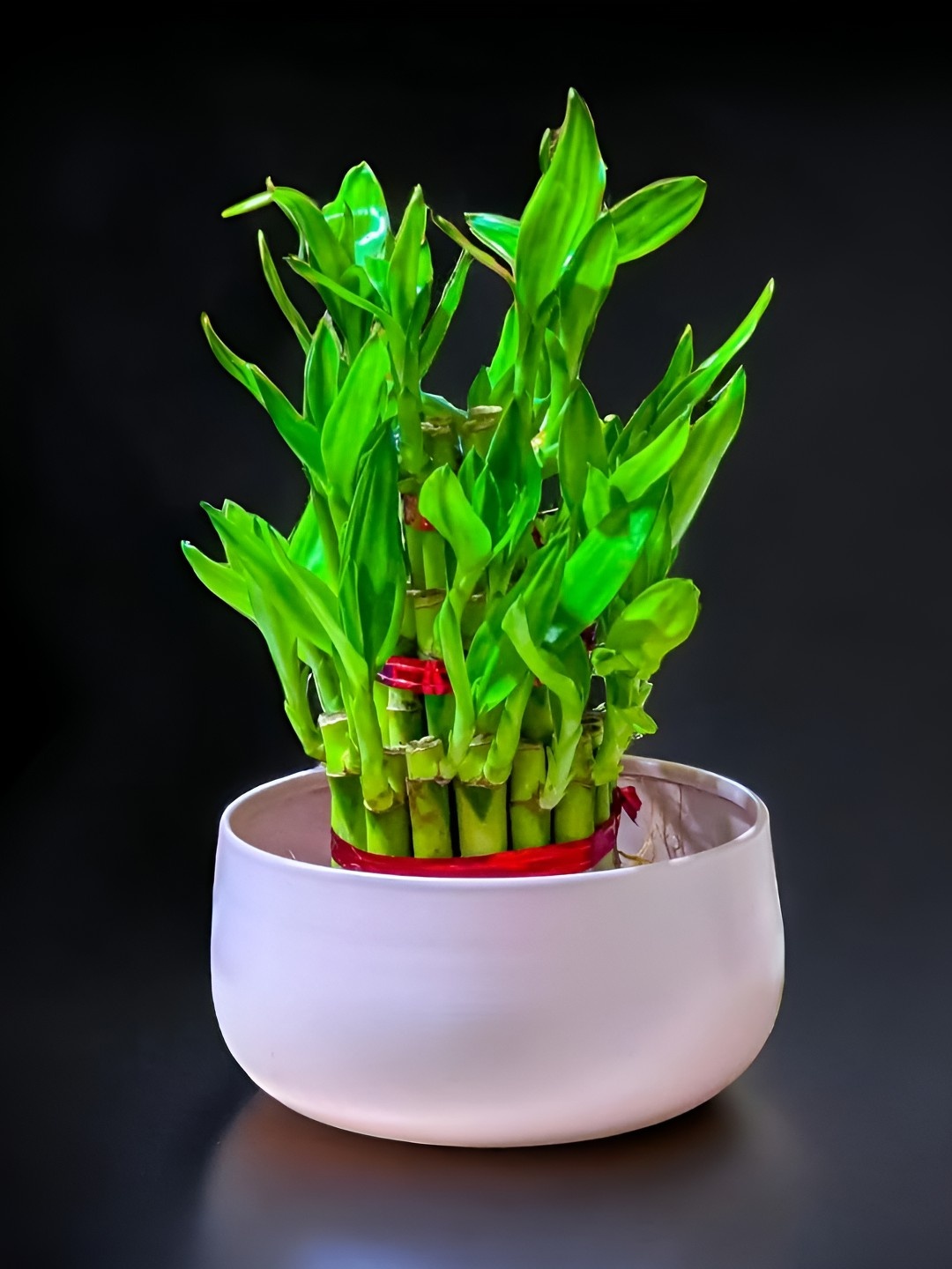 

Floral Boutique Green & Pink Indoor 3 Layer Bamboo Live Plant With Metal Pot
