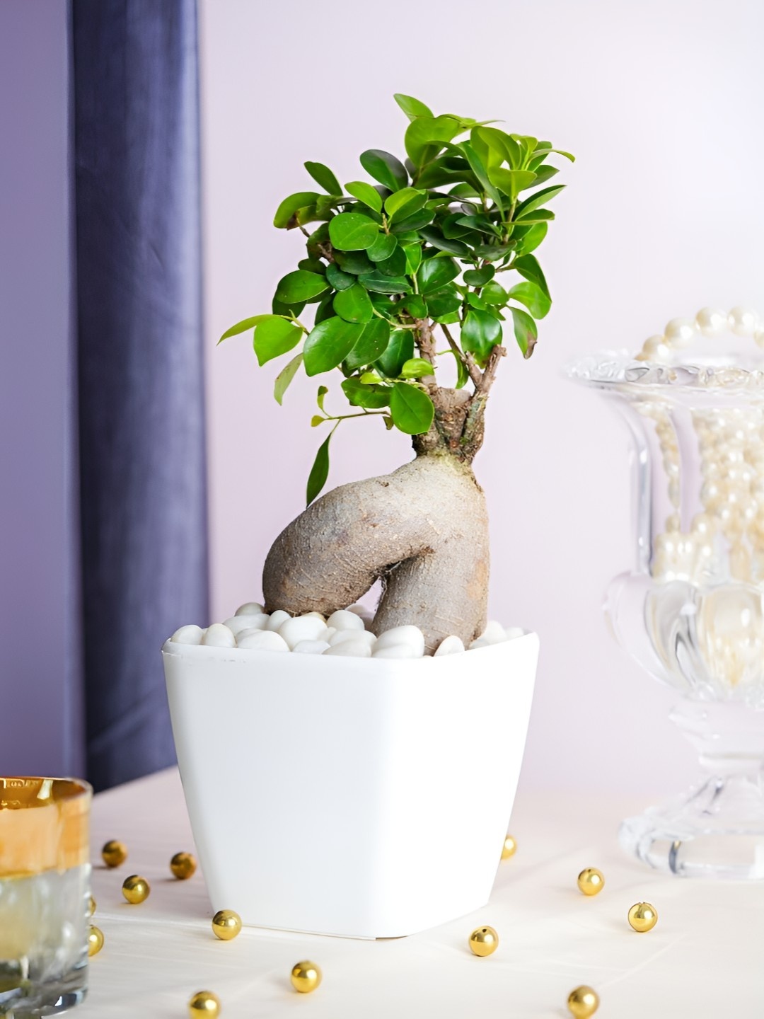 

Floral Boutique Green & White Indoor Bonsai Plant With Pot