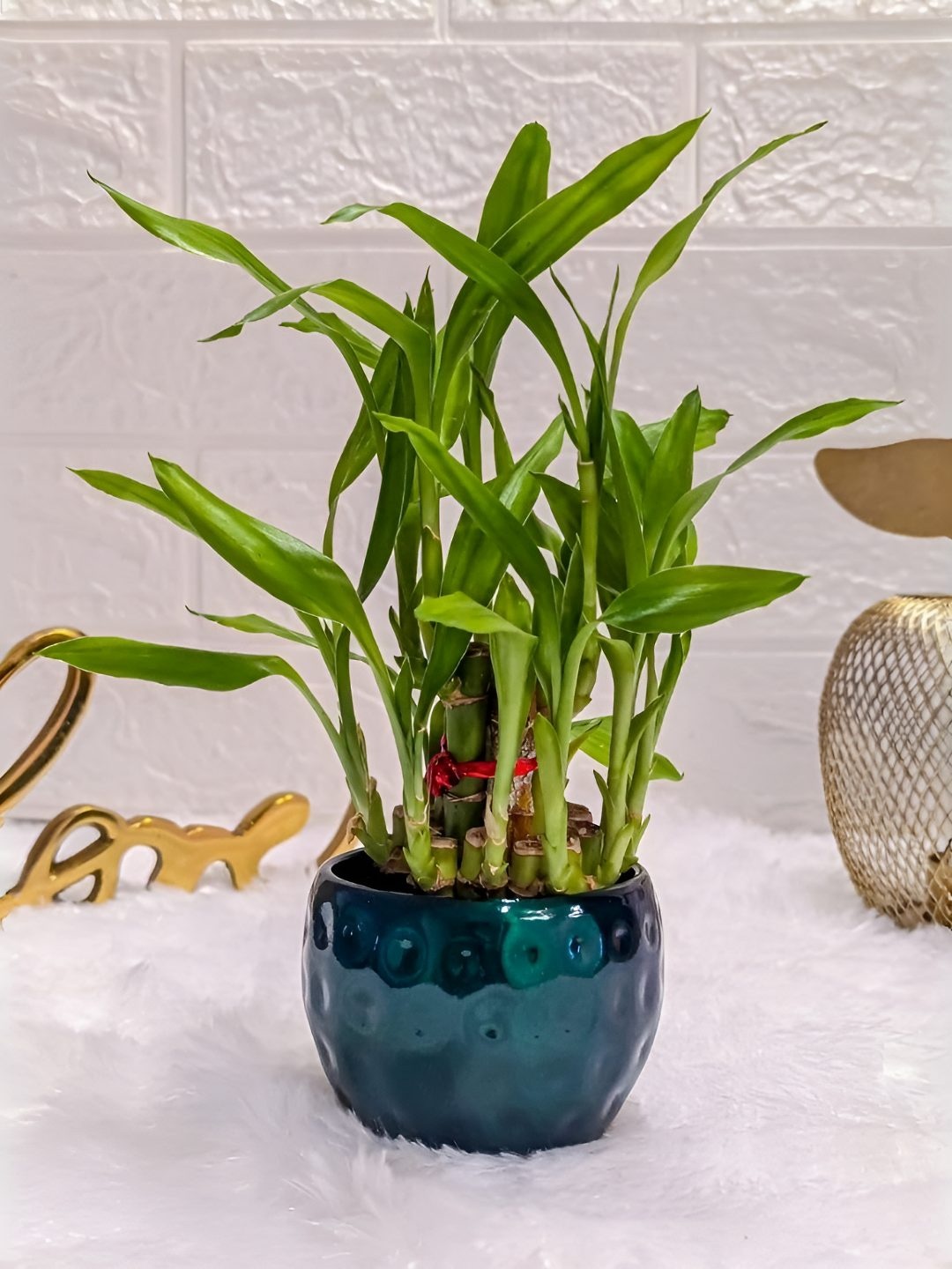 

Floral Boutique Green Indoor 2 Layer Lucky Bamboo Plant In Dotted Pot