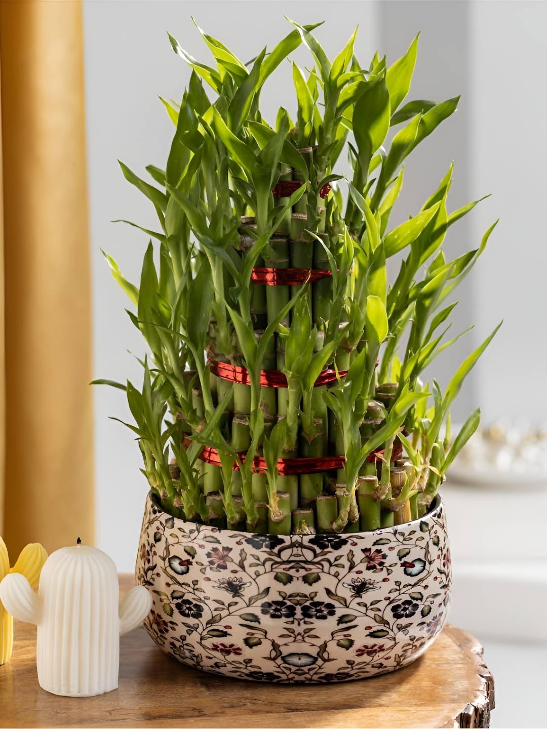

Floral Boutique Green & Beige Indoor 5 Layer Bamboo Live Plant With Pot