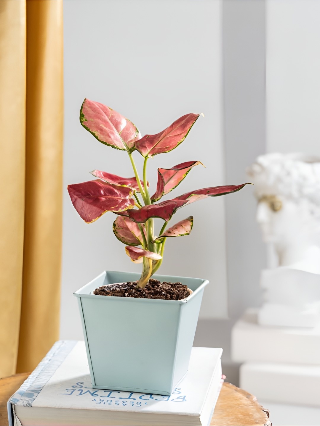 

Floral Boutique Red & Blue Indoor Aglaonema Diamond Plant With Metal Pot