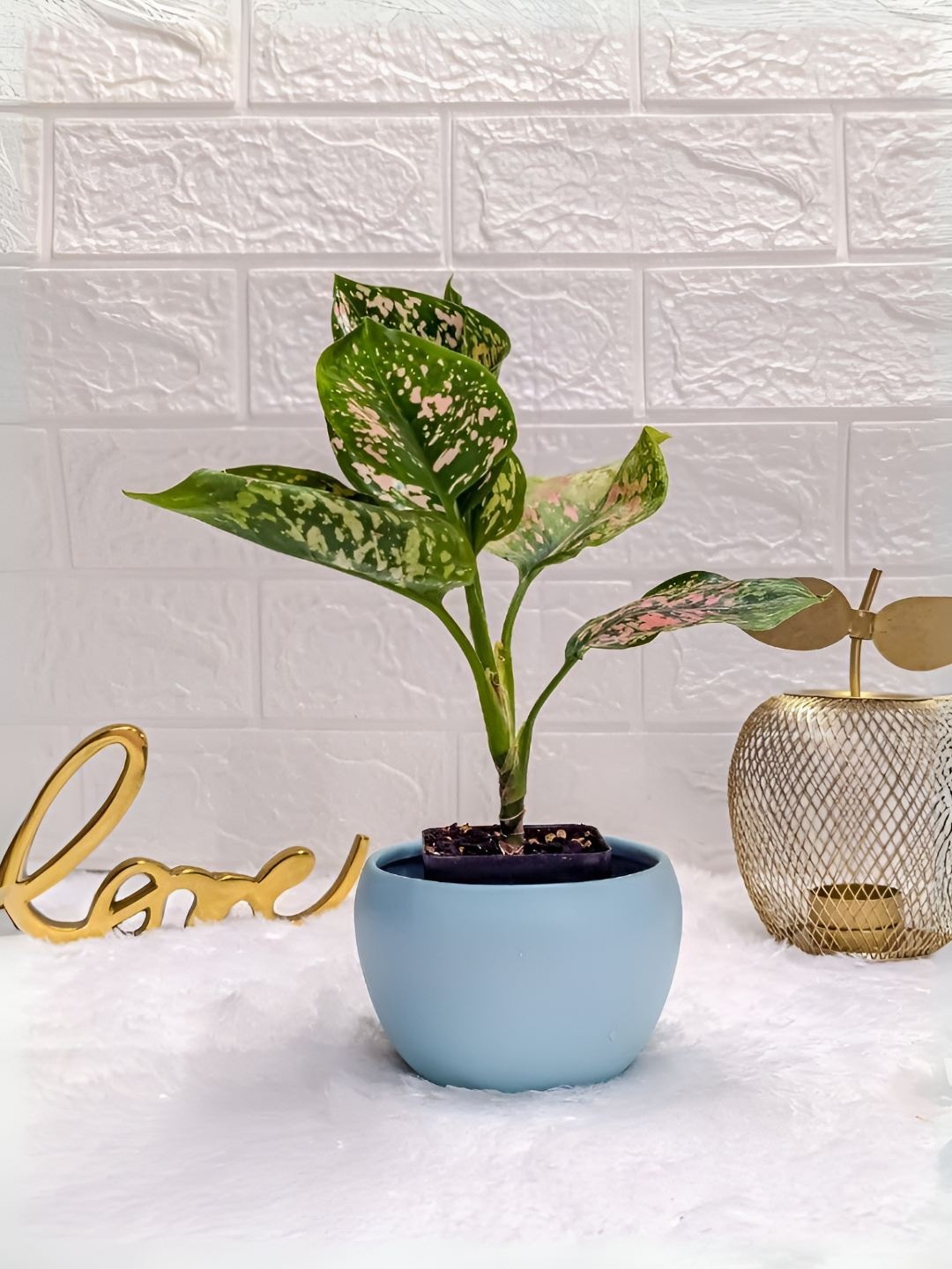 

Floral Boutique Green & Blue Aglaonema Rui Plant With Orchid Pot