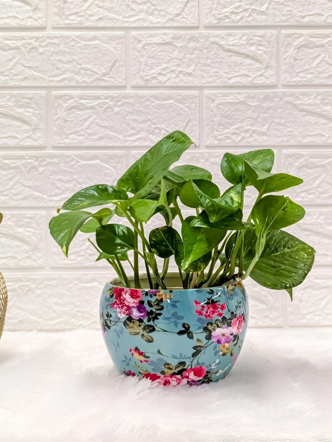 

Floral Boutique Green & Blue Indoor Money Plant In Metal Pot