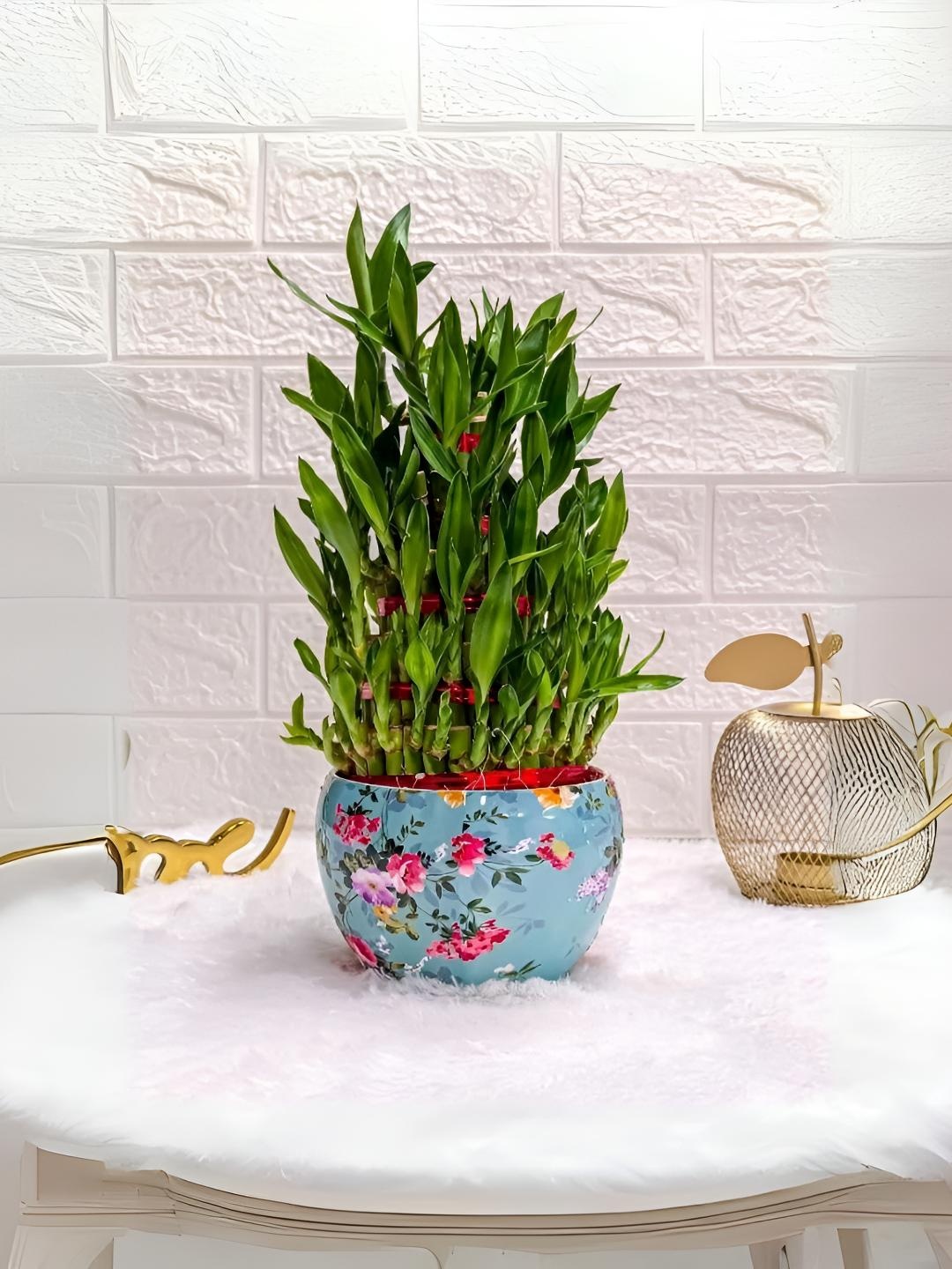 

Floral Boutique Green & Blue Indoor 5 Layer Lucky Bamboo Plant With Floral Printed Pot