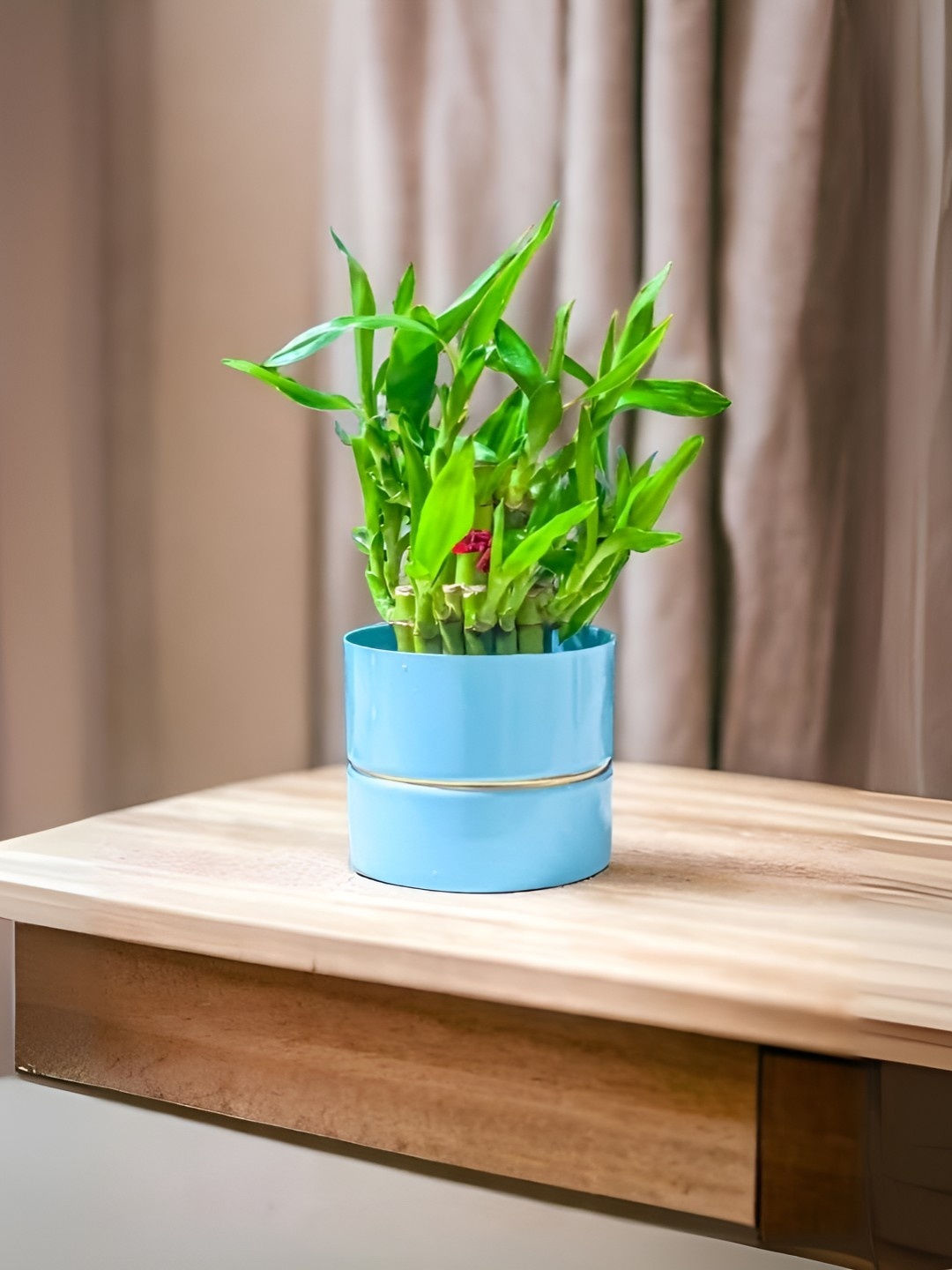 

Floral Boutique Green & Blue Indoor 2 Layer Bamboo Live Plant With Metal Pot