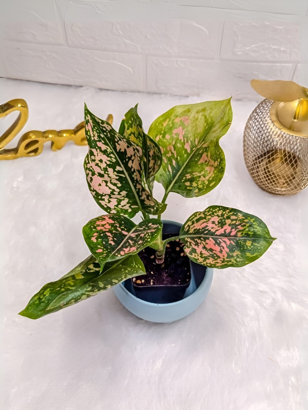 

Floral Boutique Indoor Sansevieria Plant With Pot, Green