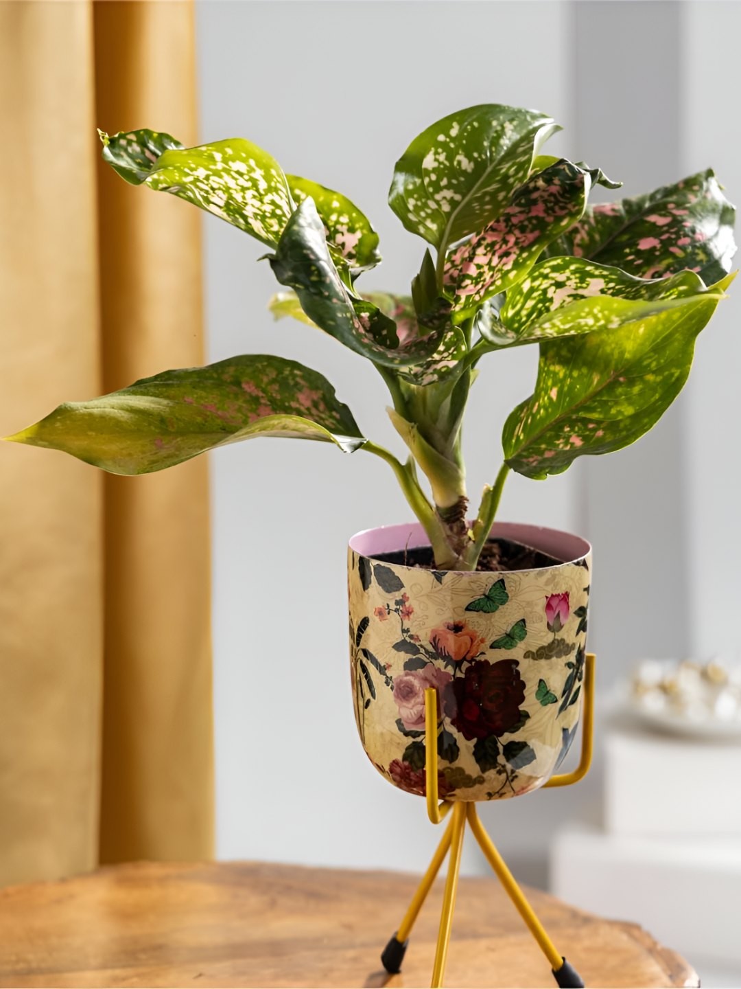 

Floral Boutique Green & Cream-Coloured Shrubs Aglaonema Rui Live Plant With Pot
