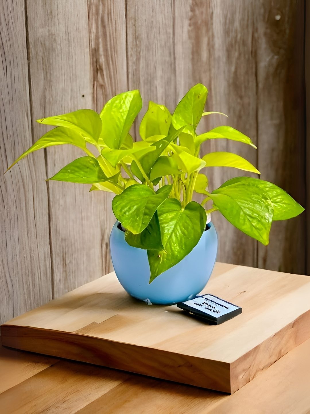 

Floral Boutique Blue & Green Indoor Money Live Plant With Orchid Pot
